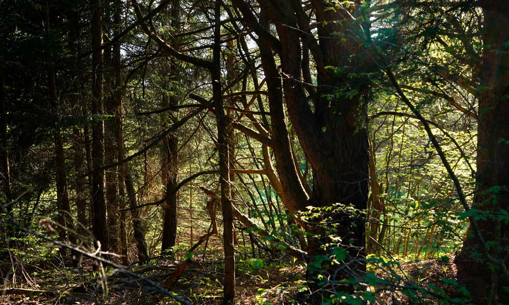 Foreste da celebrare e proteggere