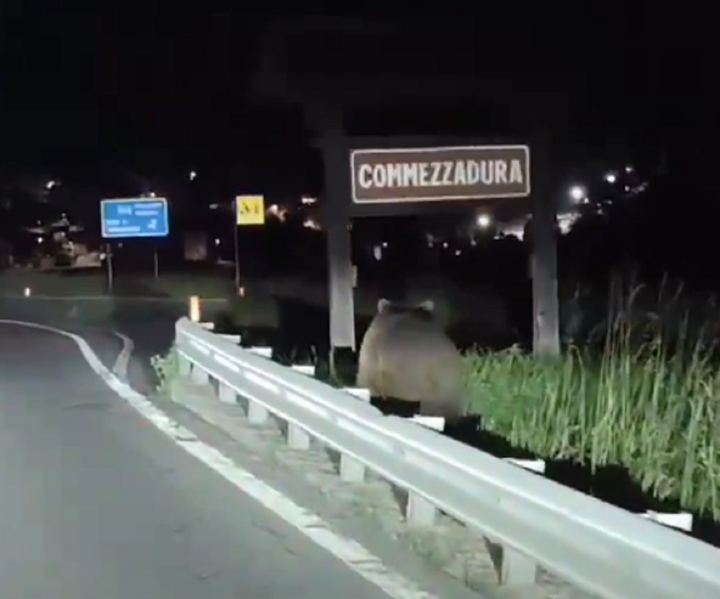 Orsi in piazza, orsi in strada