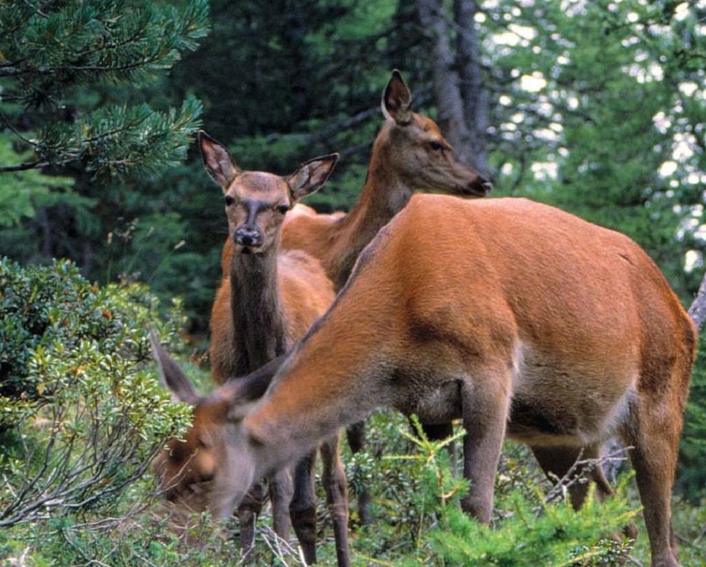 Progetto Cervo nel Parco Stelvio, conclusa la prima sessione