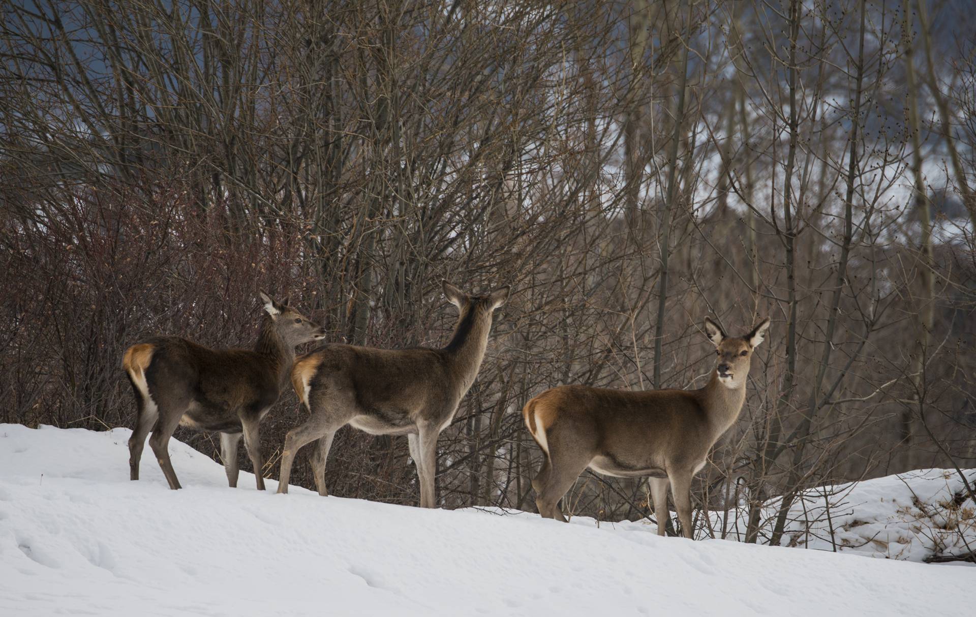 Ungulati in abbondanza: lo dicono i numeri