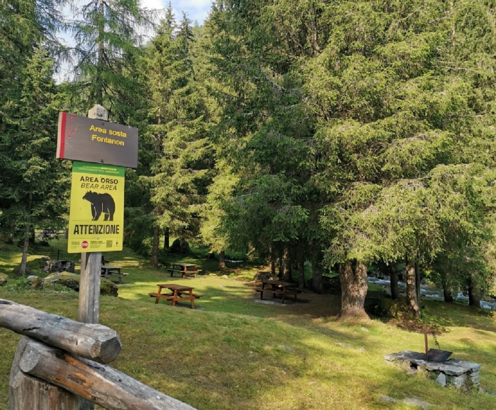 Paganella, investito un piccolo di orso