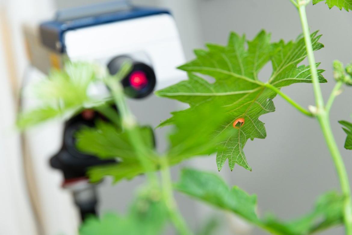 Gli animali comunicano con i ferodoni e gli allelodoni