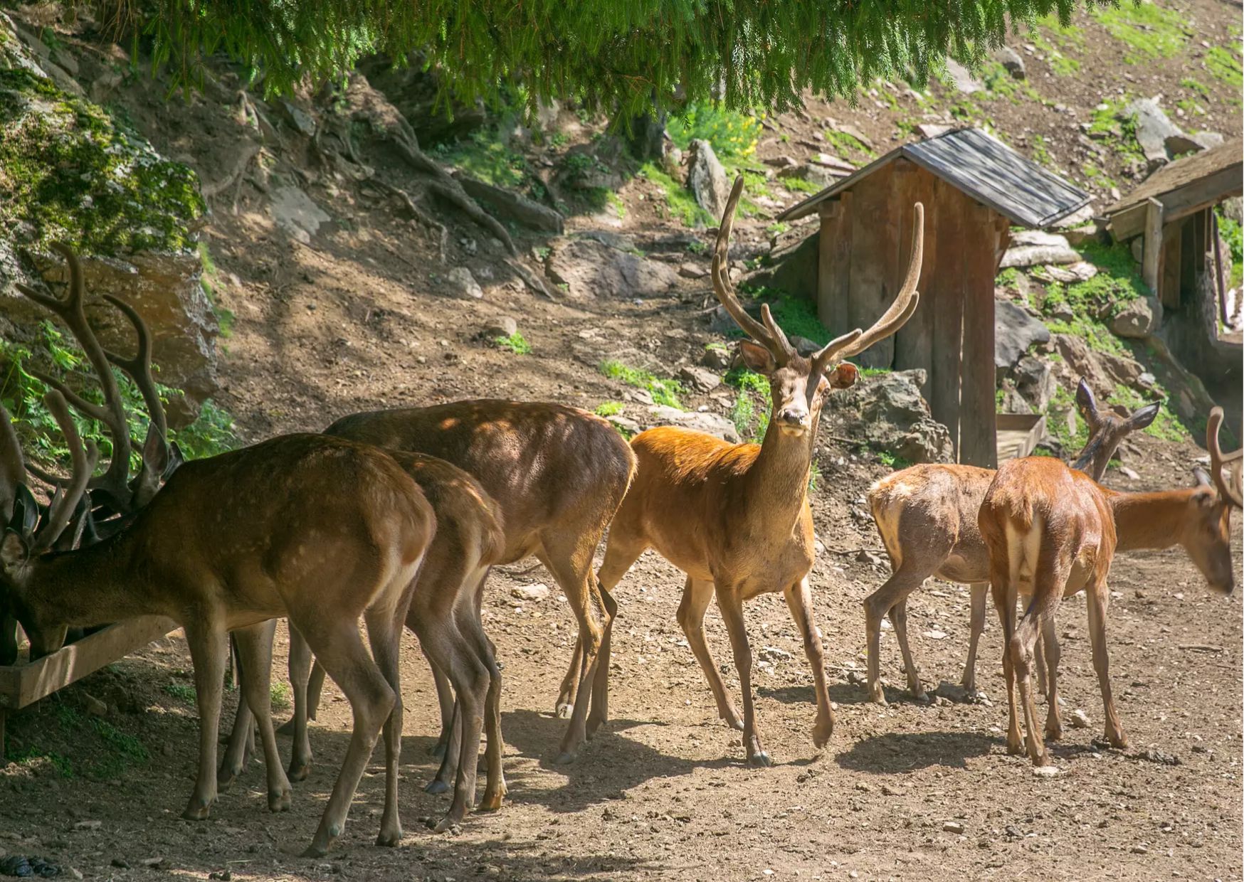 Peio, una sala didattica per l"area faunistica