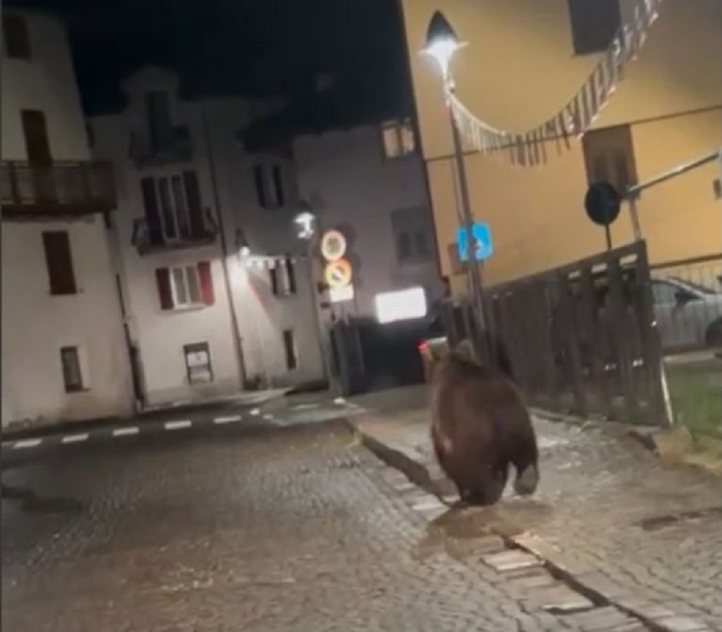 Gli ambientalisti contro i cassonetti accessibili agli orsi