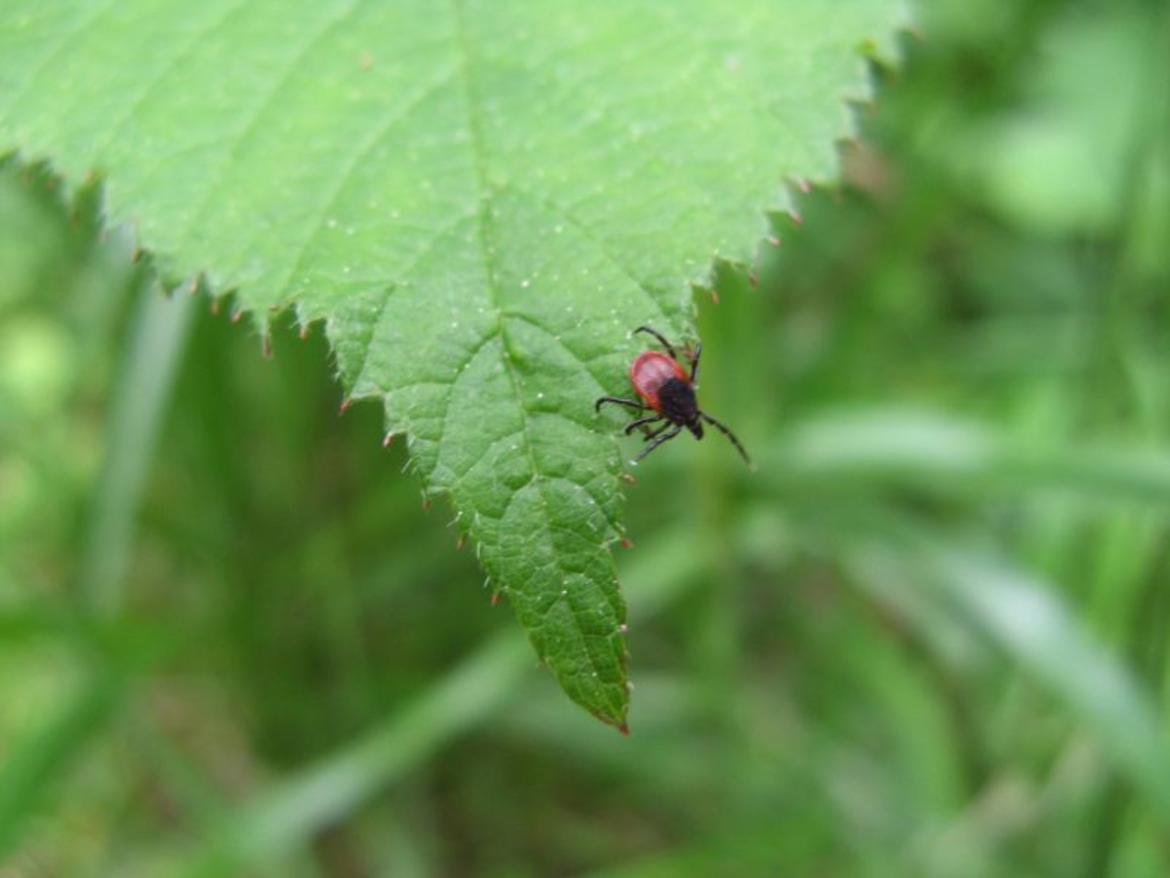Zecche già  in azione e aumento delle aree a rischio