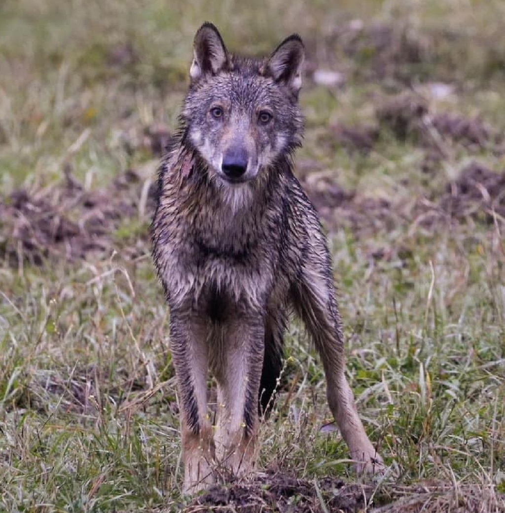 Una serata dedicata al lupo