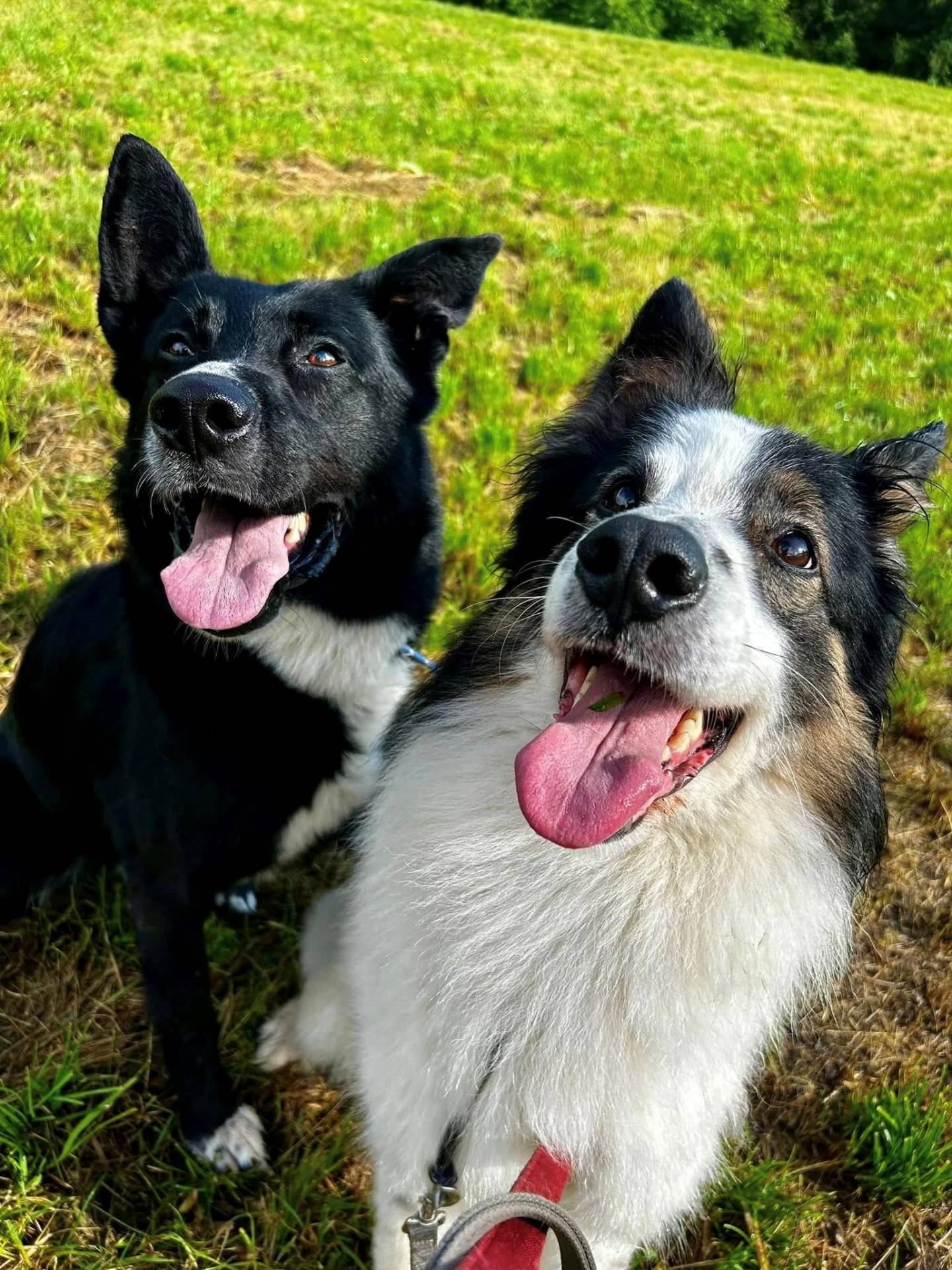 Pellizzano: una storia a lieto fine per i due cani maltrattati