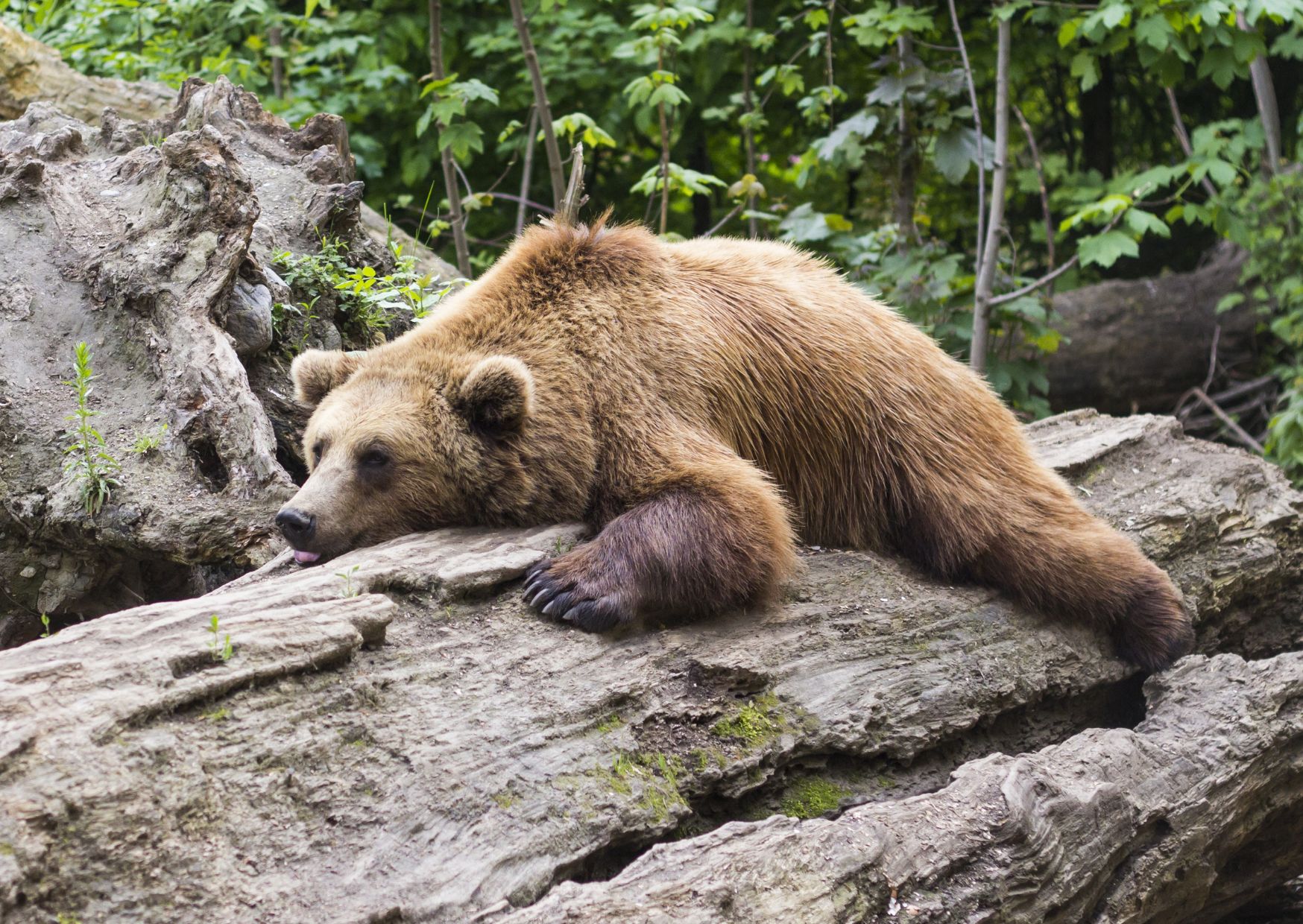 I veterinari: il rapporto uomo/animale va gestito scientificamente, non emotivamente