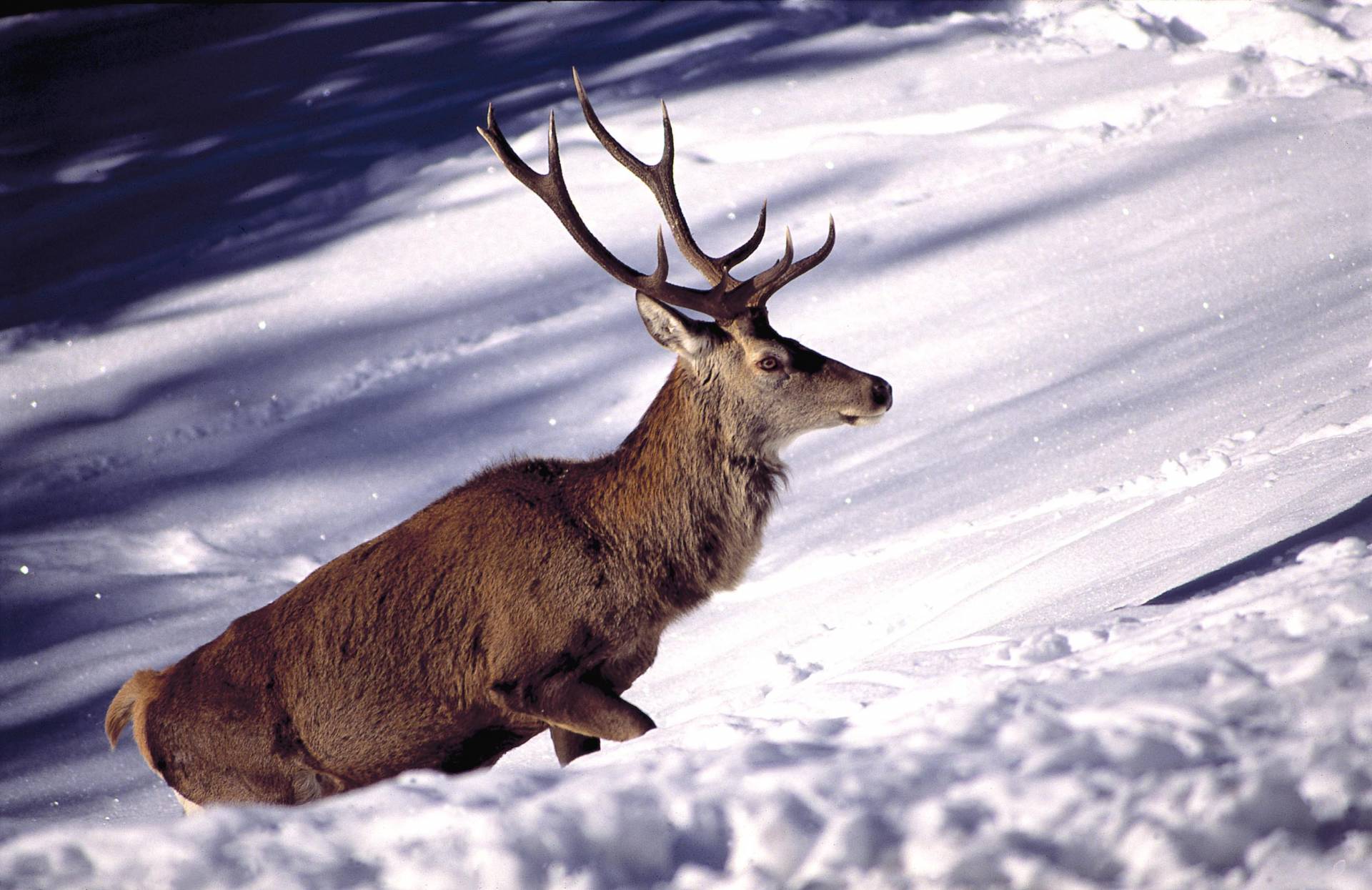 Ungulati: il lupo non influisce sulla salute del bosco