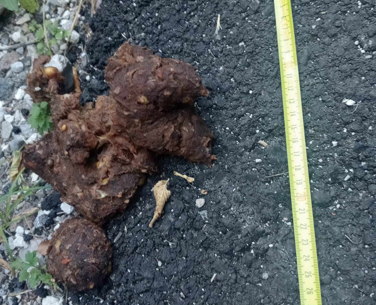 Cacca d'orso al parco giochi