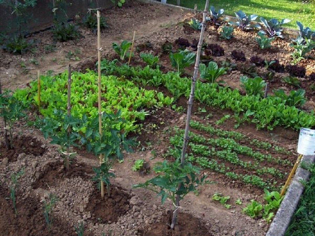 Cles, orti comunali da assegnare