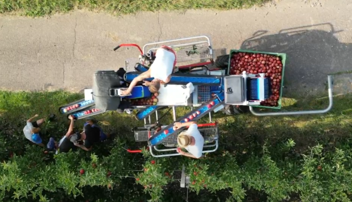 Val di Non: scatta la raccolta delle mele 