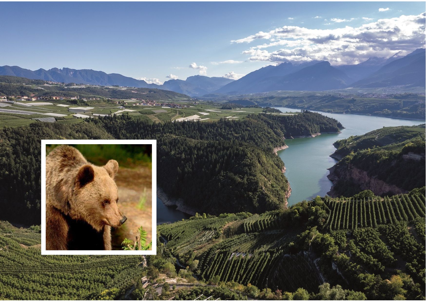 Consultazione sui carnivori in Val di Non, affluenza intorno al 30%