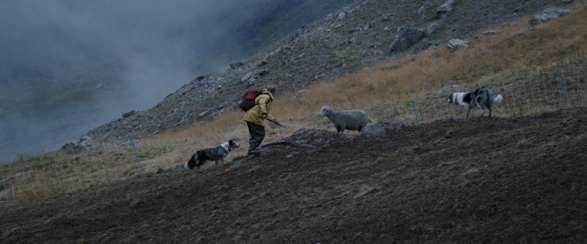 "Un pasteur" di Louis Hanquet Genziana d"Oro