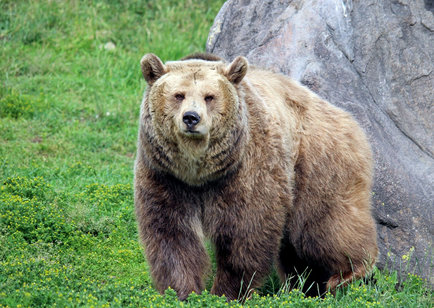 Animalisti: "Ãˆ iniziata ufficialmente la strage degli orsi trentini a firma del presidente Fugatti"