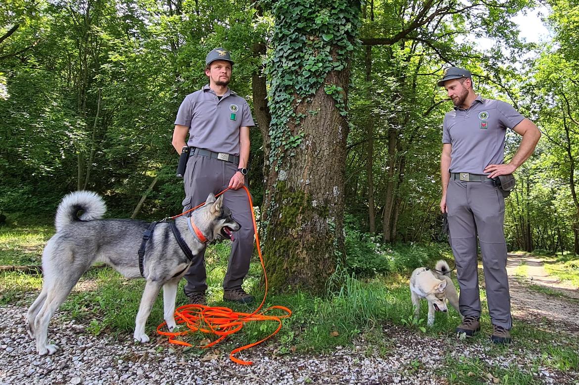 Freja e Scar, addestrati per affrontare e allontanare l"orso