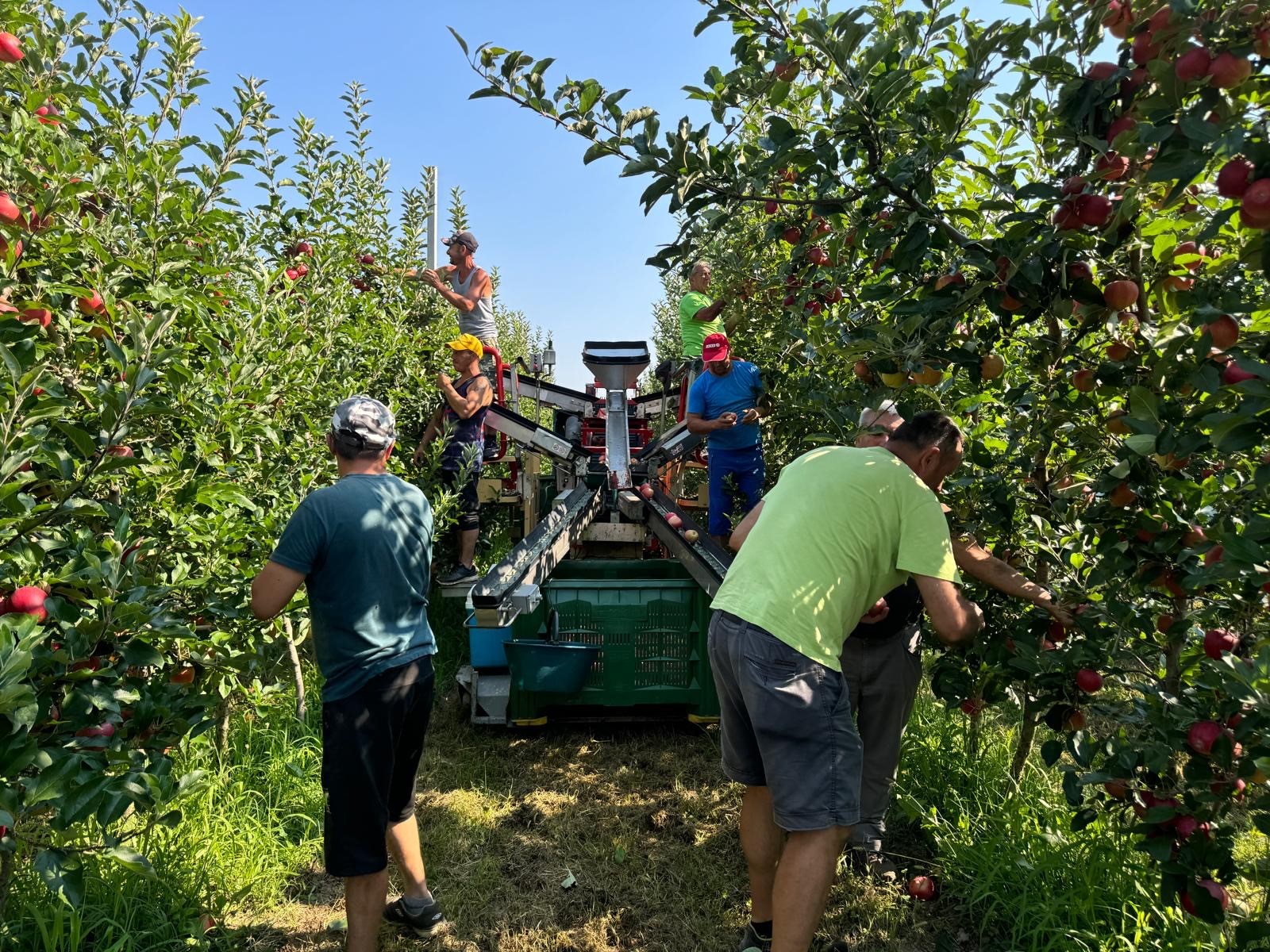 Troppo caldo, mele mature e inizia la raccolta