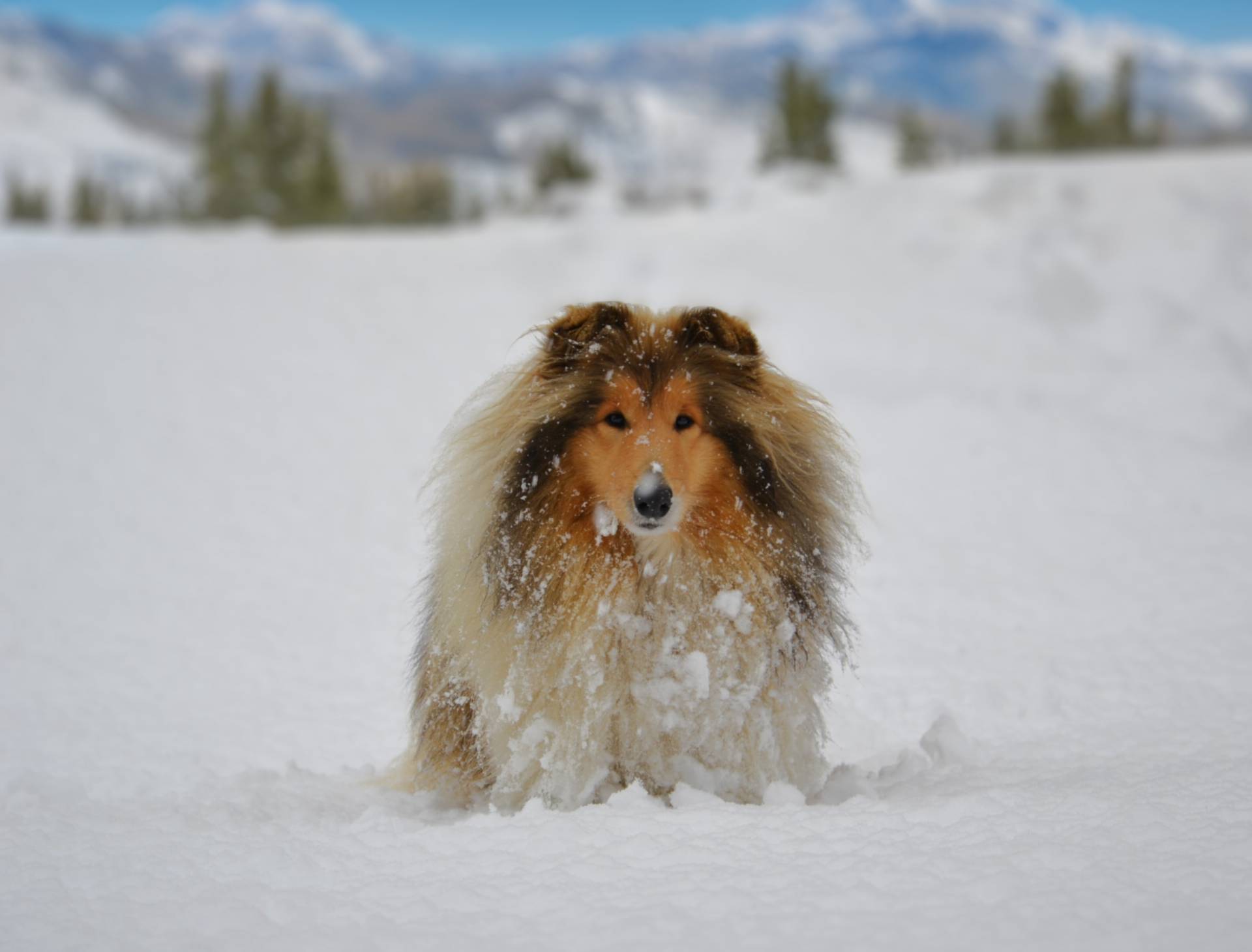 A Celledizzo i pastori scozzesi