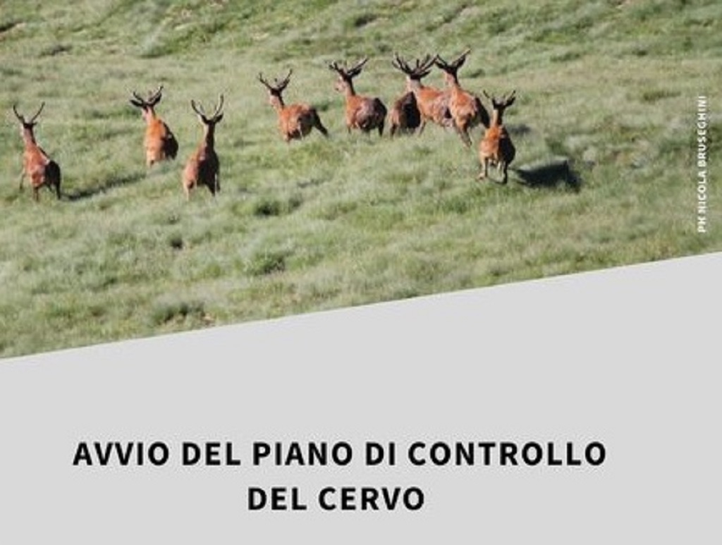 Al via il controllo del cervo