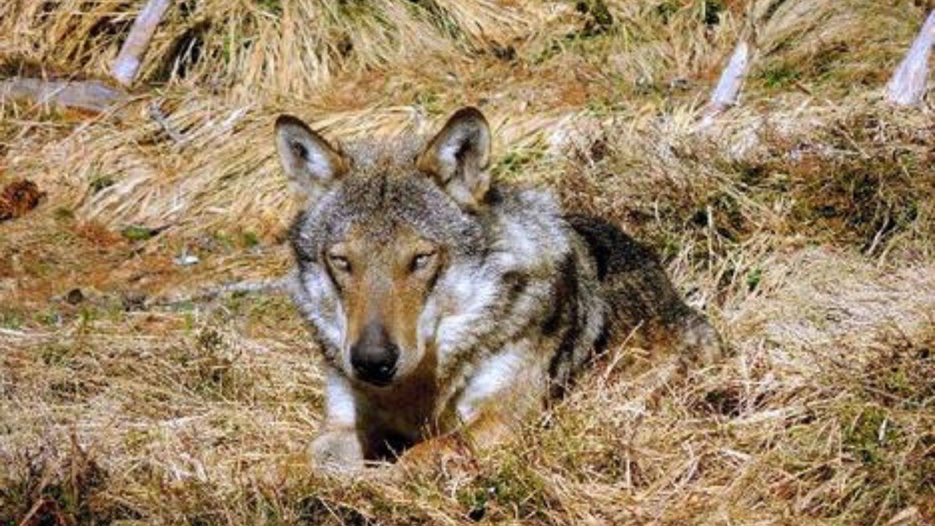 Aggiornamenti e ricerche sul lupo in Trentino 