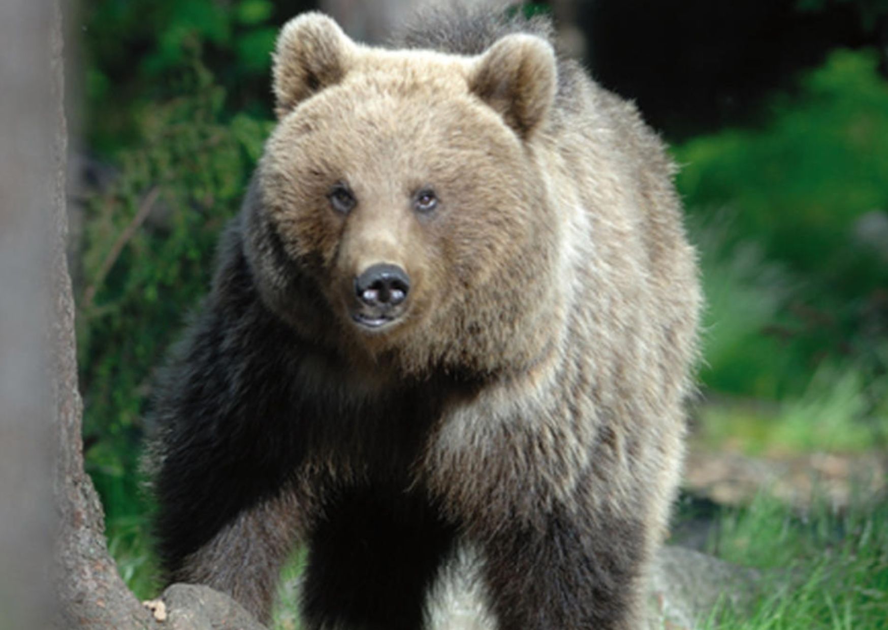 Abbattuto l"orso M90