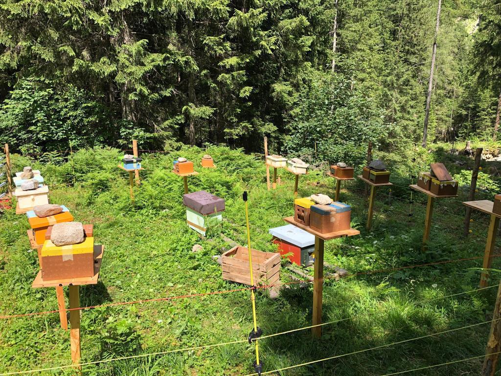 Apicoltori delle valli di Sole Peio e Rabbi rinnovati