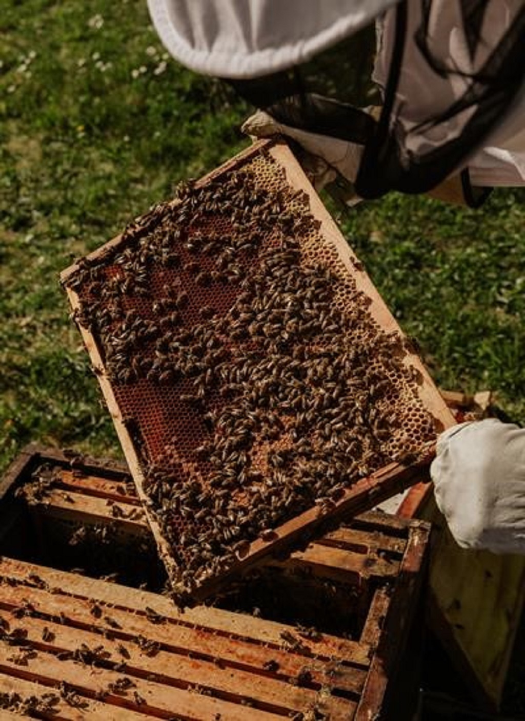 Finanziamenti delle Bienenhaus per gli apicoltori hobbisti