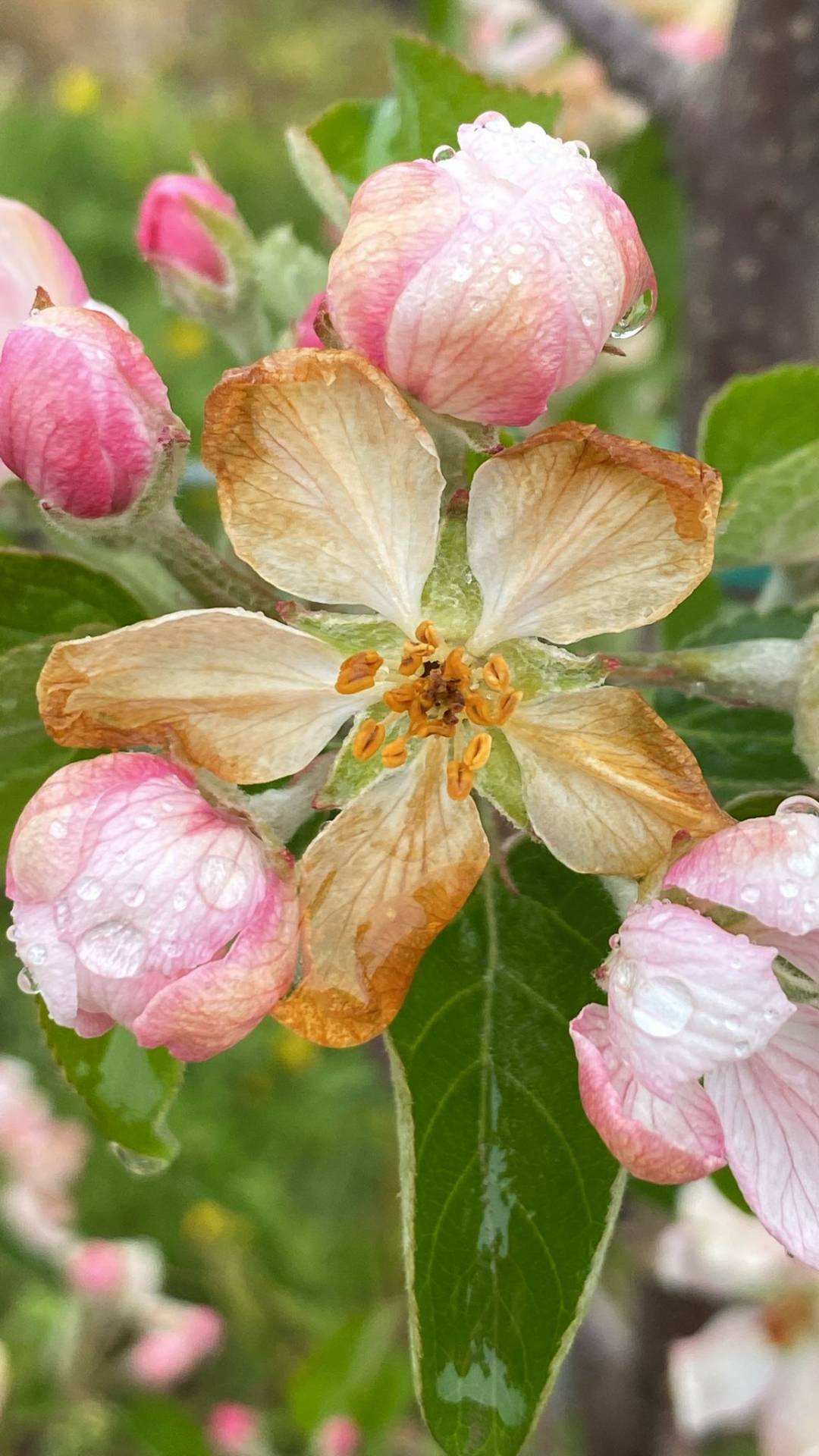Gelate, presto per la conta dei danni