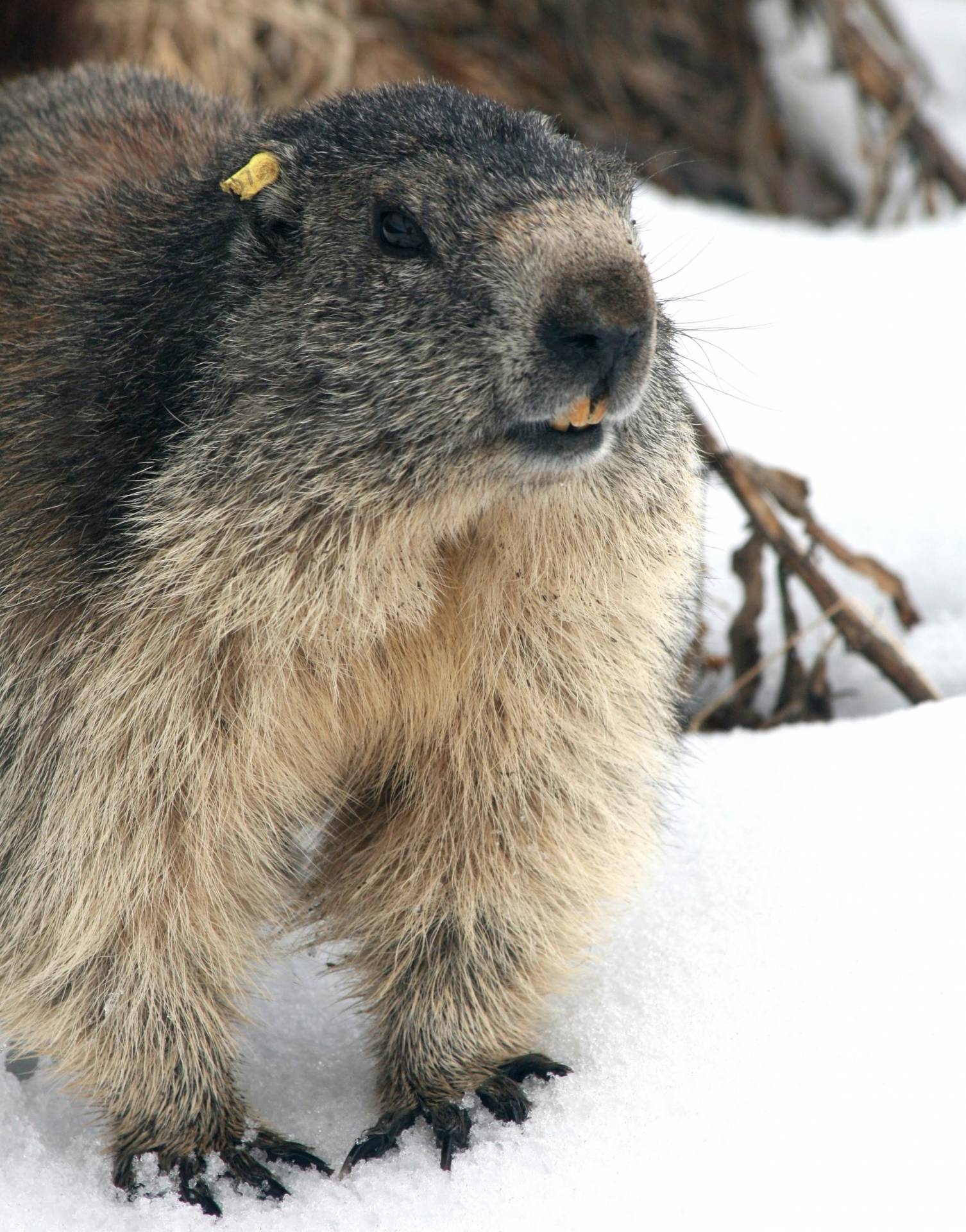 La marmotta che non ti aspetti