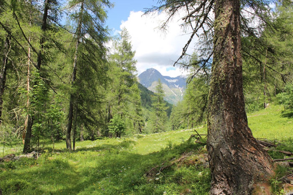 Cles, sessione forestale