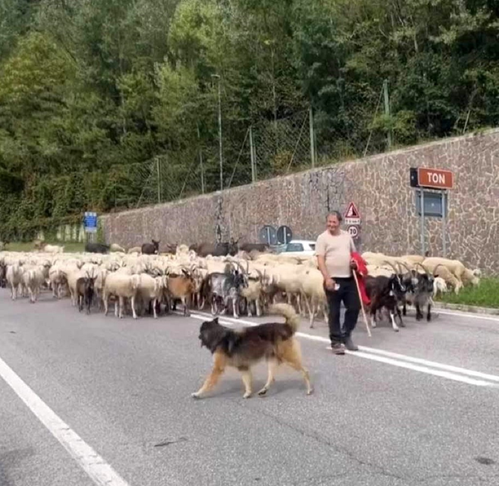 Con il gregge alla Rocchetta