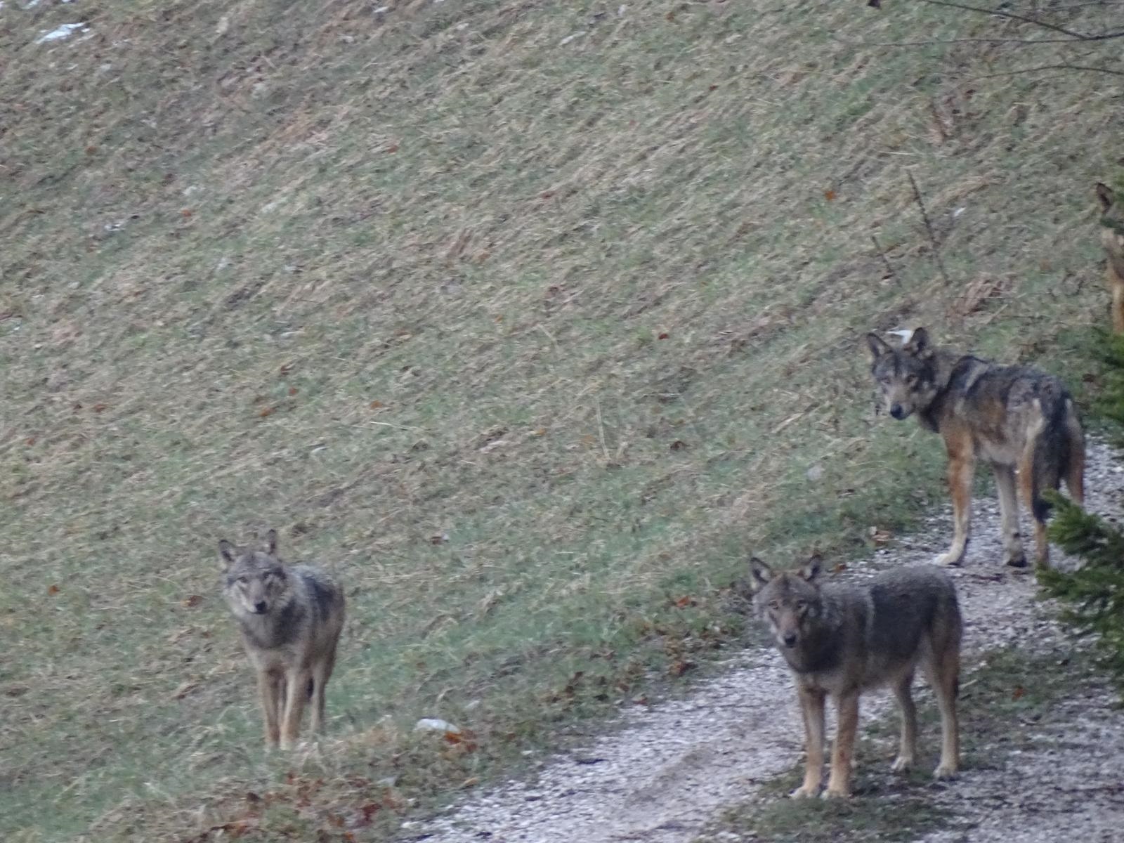 Una Pasqua con i lupi