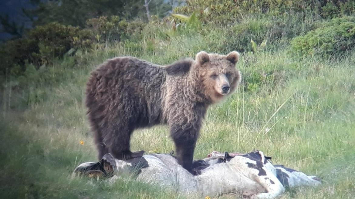 L"orso M90 pu&ograve; essere abbattuto
