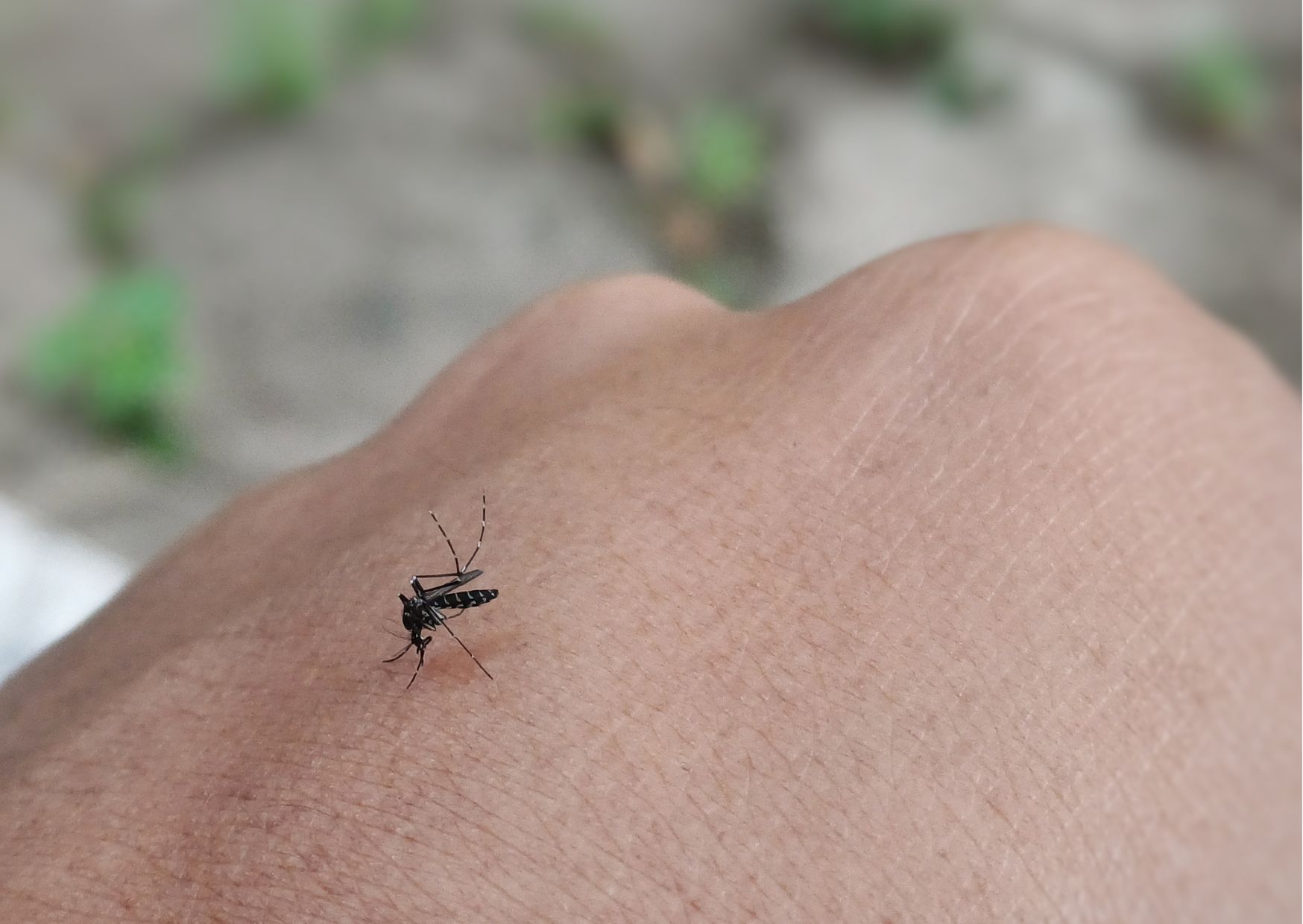 Malattie trasmesse dalle zanzare, uno studio stima i possibili rischi anche in Italia