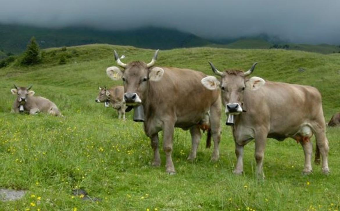 Approvato il bando per investimenti non produttivi agricoli con finalità ambientale