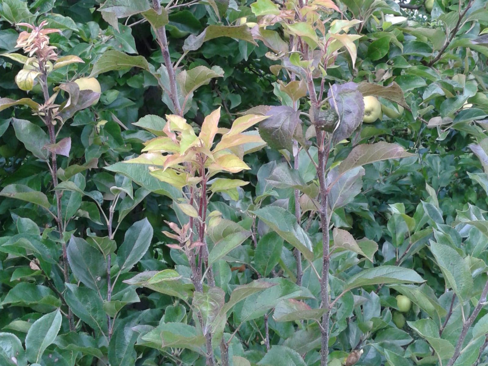 Sostegno strutturale ai giovani agricoltori e alla lotta agli scopazzi