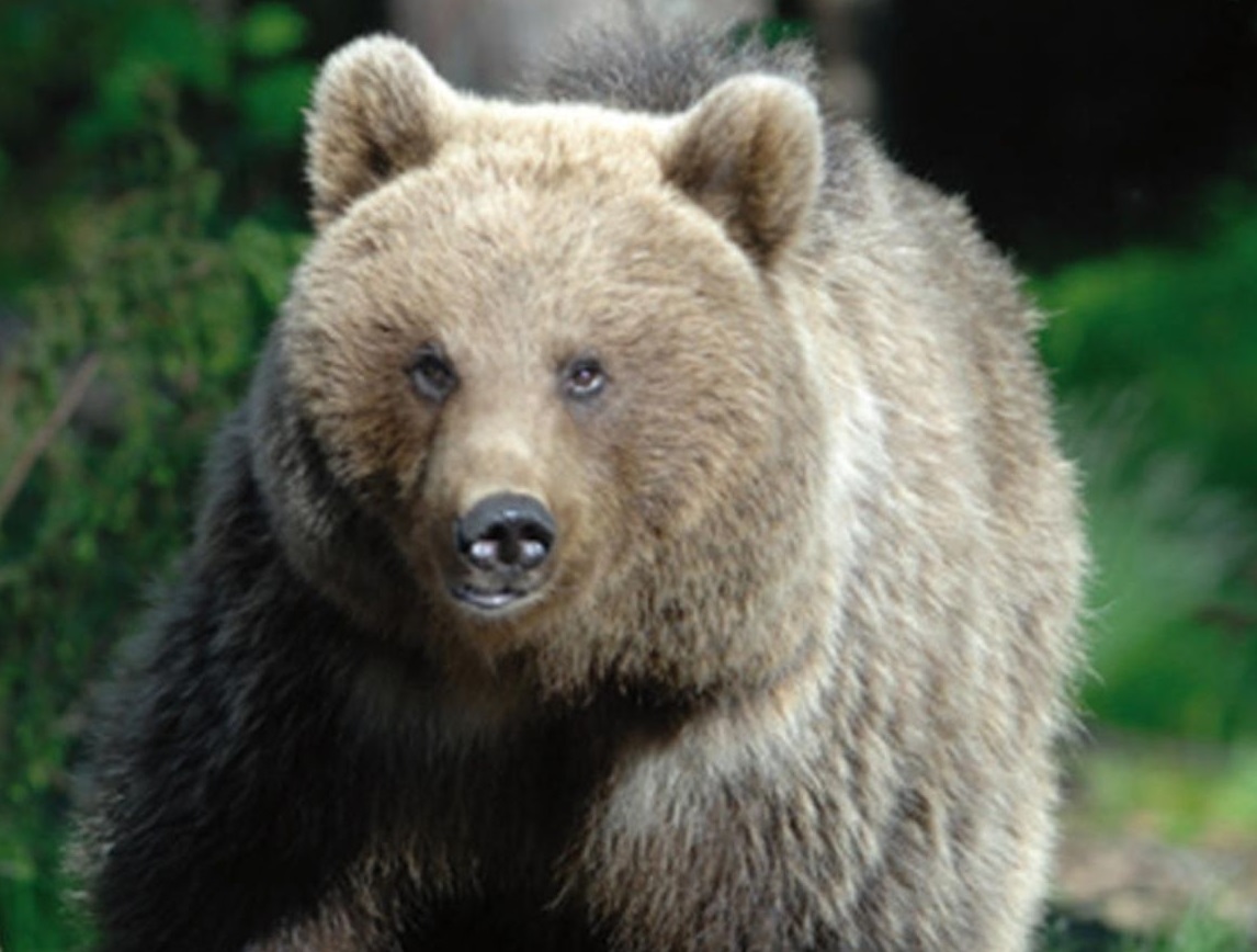 È M91 l’orso radiocollarato a Cavedago