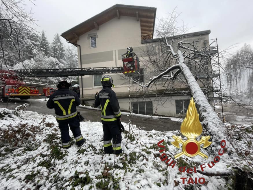 Pianta pericolante, intervento dei vigili di Taio