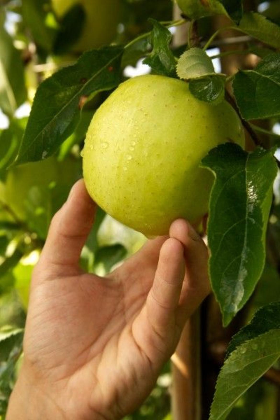 Giornata della biodiversit&agrave; : mela regina a tavola