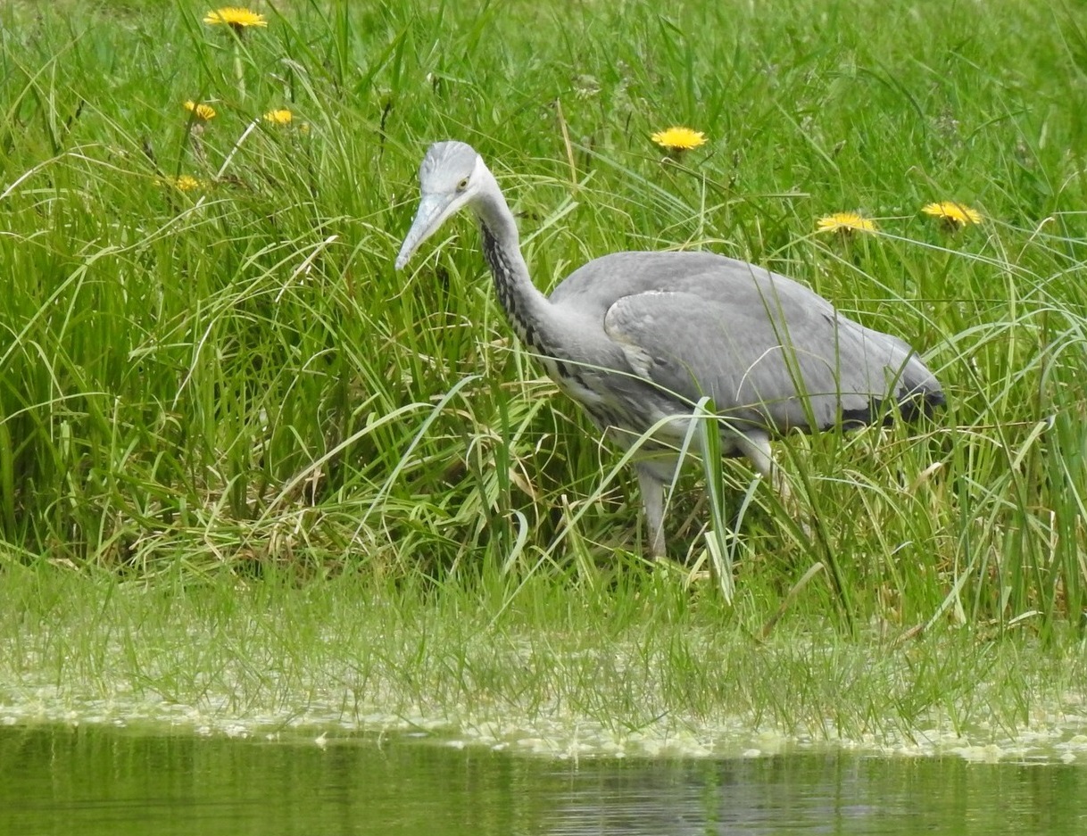 L'importanza delle zone umide