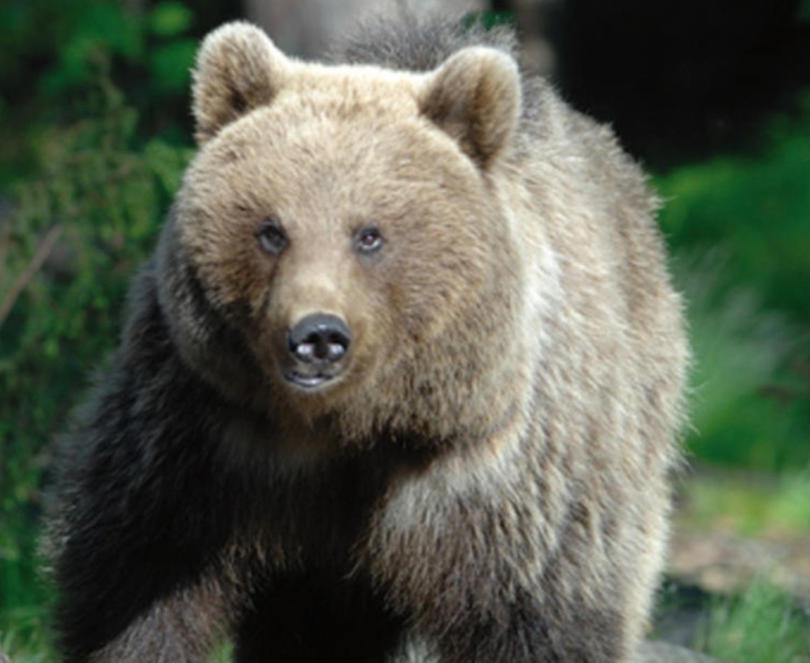 Animalisti in piazza a Mal&eacute;