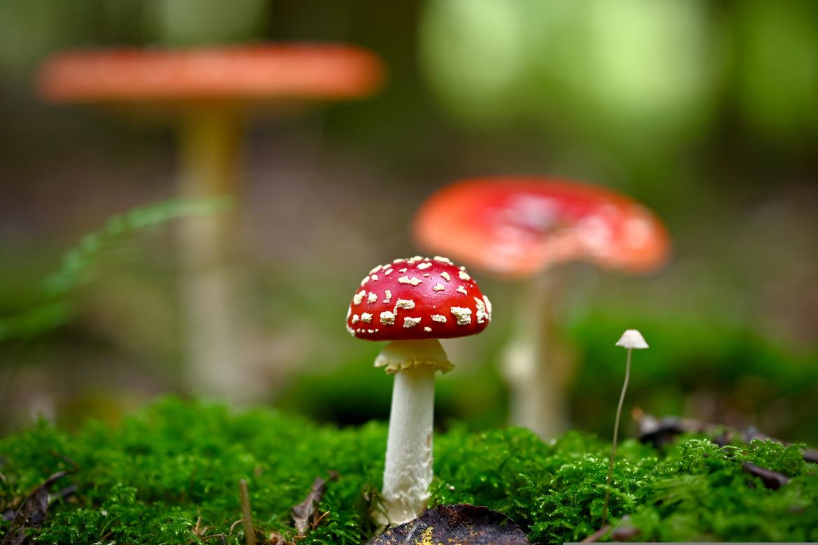 MICO-weekend, il mondo nascosto dei funghi