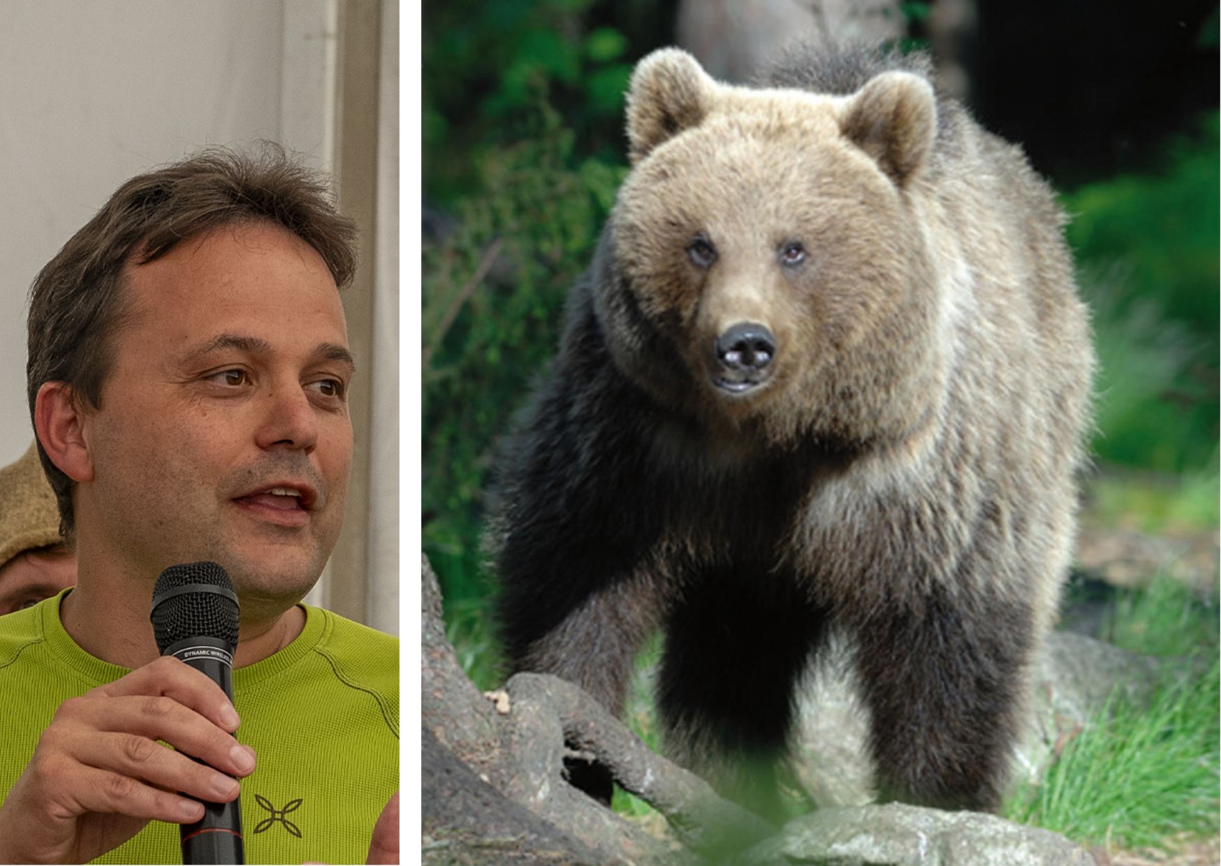 Sindaci della Val di Sole sull"orso di Mezzana: "Va allontanato subito dal bosco"