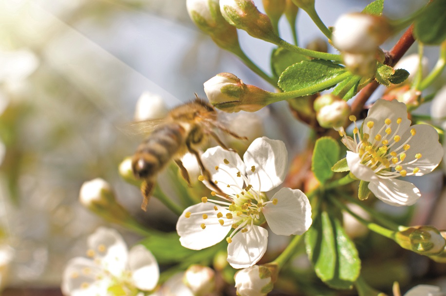 Biodiversit&agrave; , nei meleti pi&ugrave; di 10mila uccelli appartenenti a oltre 80 specie diverse