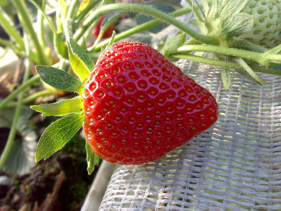 La 10^ Giornata tecnica dei piccoli frutti