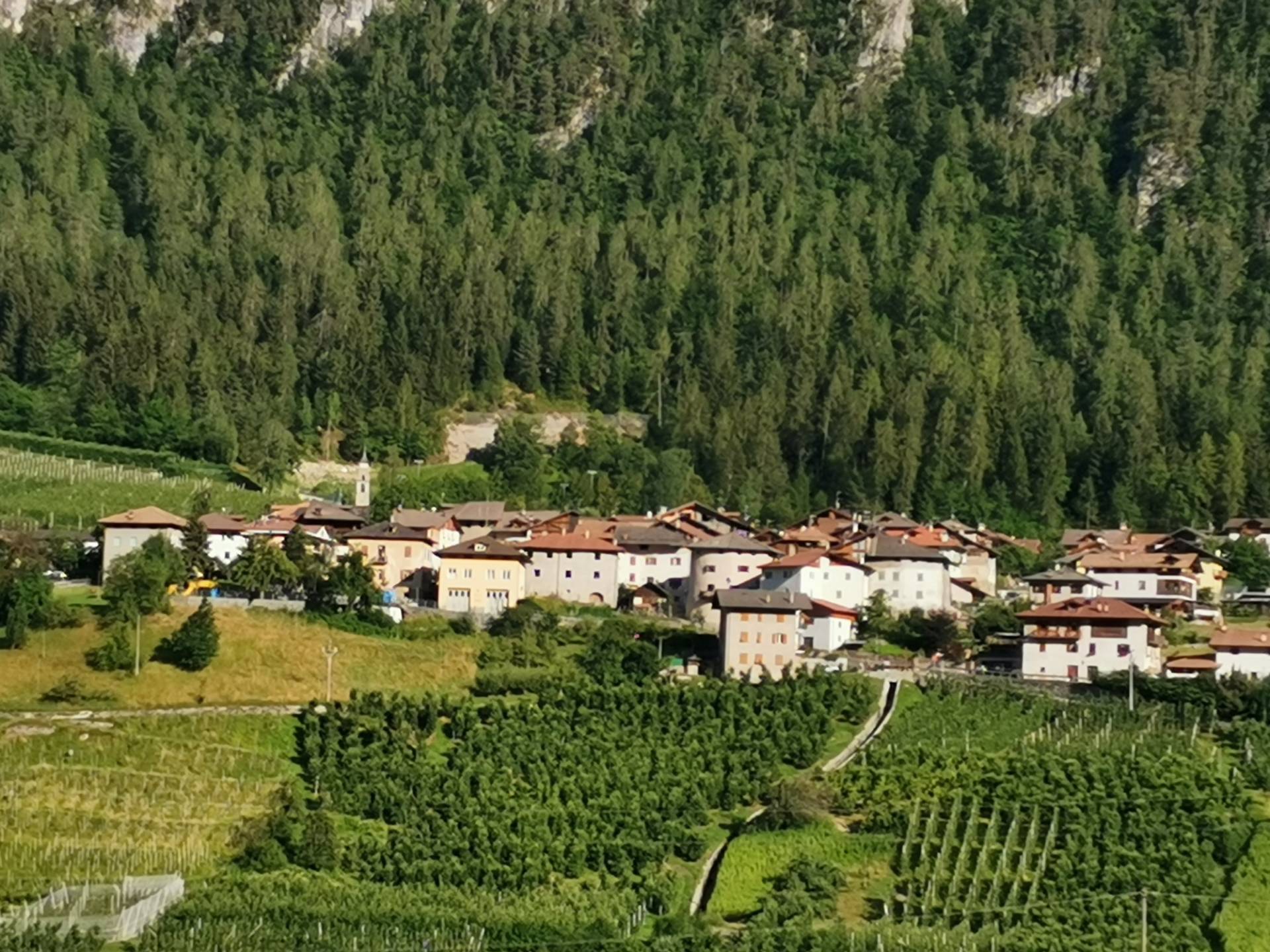 Cavizzana, avvistato un lupo in piazza
