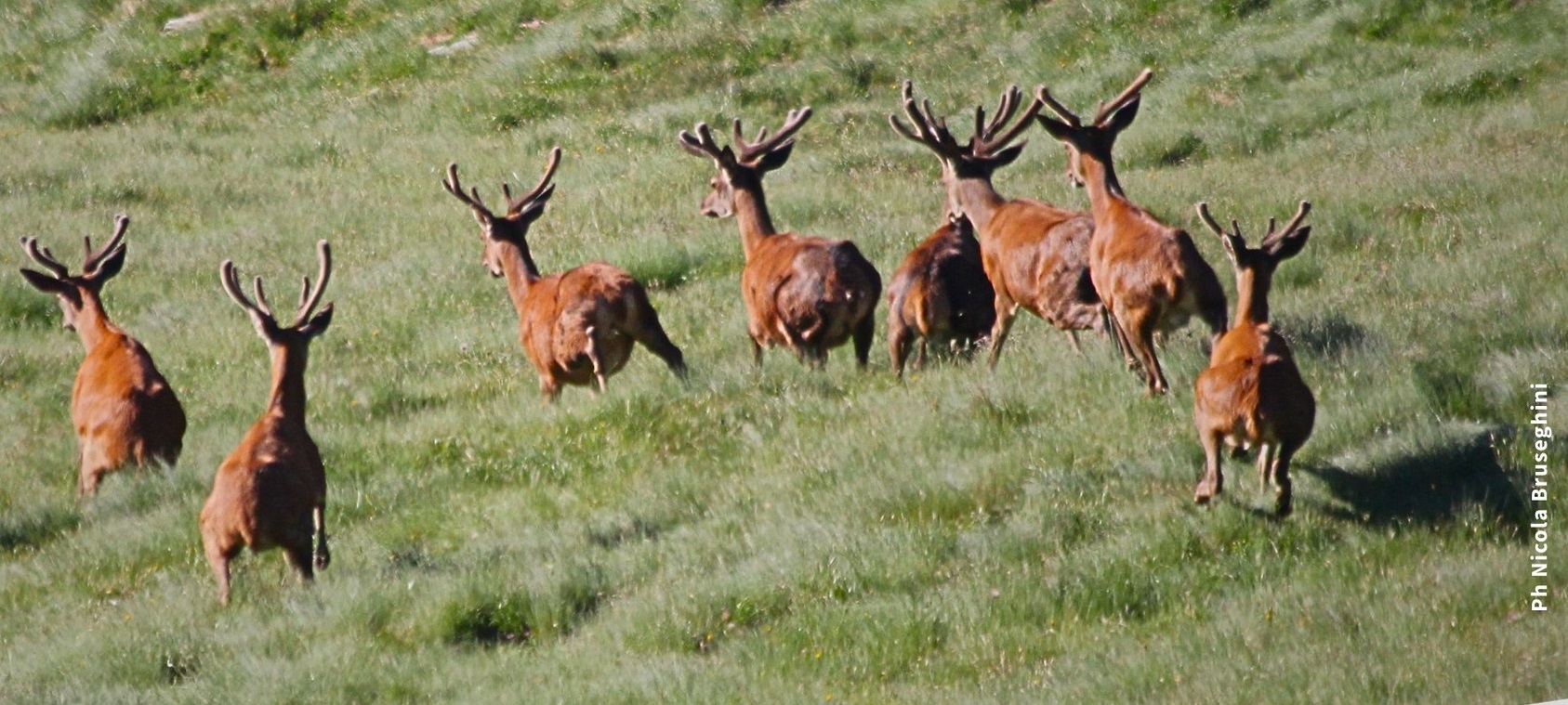 Approvati i nuovi termini per la richiesta di indennizzo di danni da ungulati selvatici