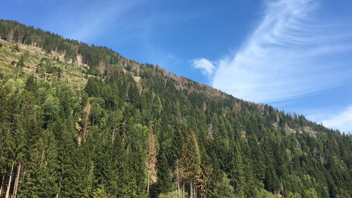 Bostrico, il Trentino esce dalla fase critica