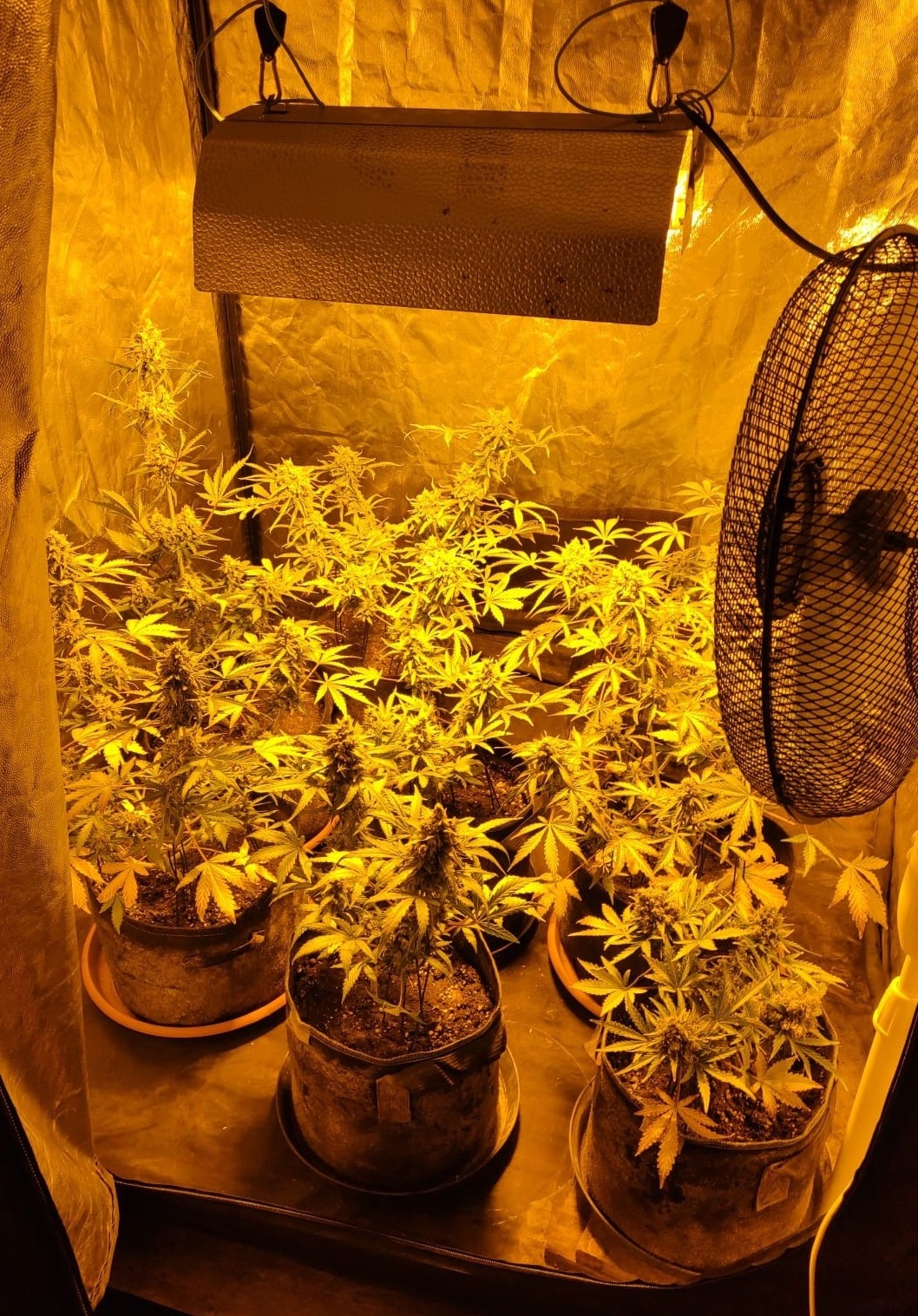 Alta Val di Non, coltiva marijuana in casa