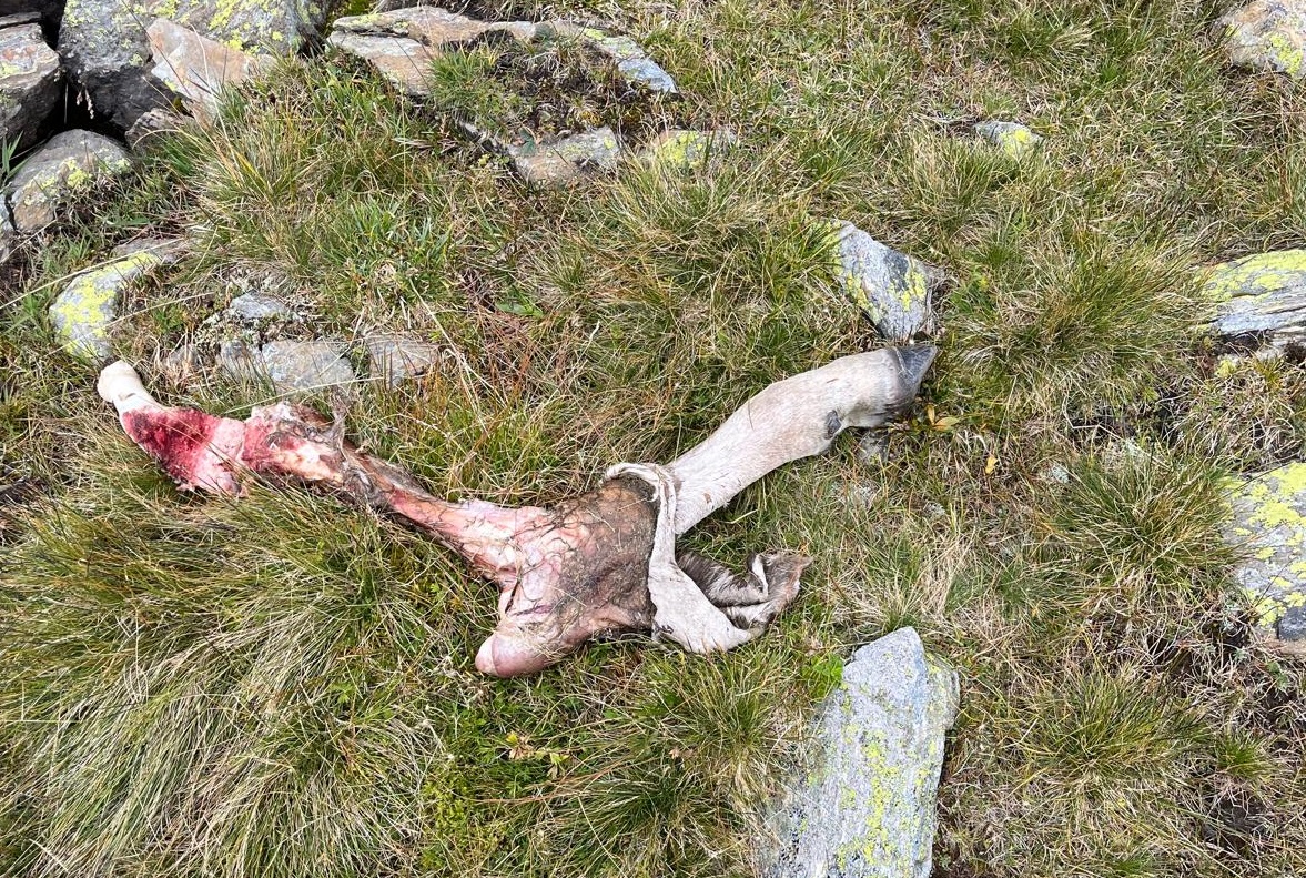 Vitella predata in Val Comasine